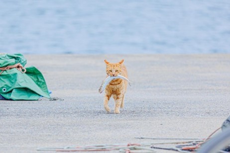 Fukuoka Attractions｜Ainoshima "Cat Island"
