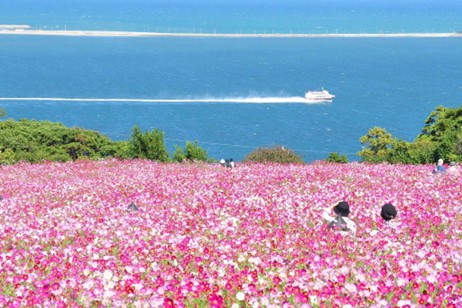 Nokonoshima Island Park Official Website