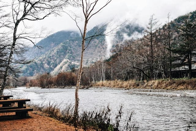 river-surrounded-by-trees