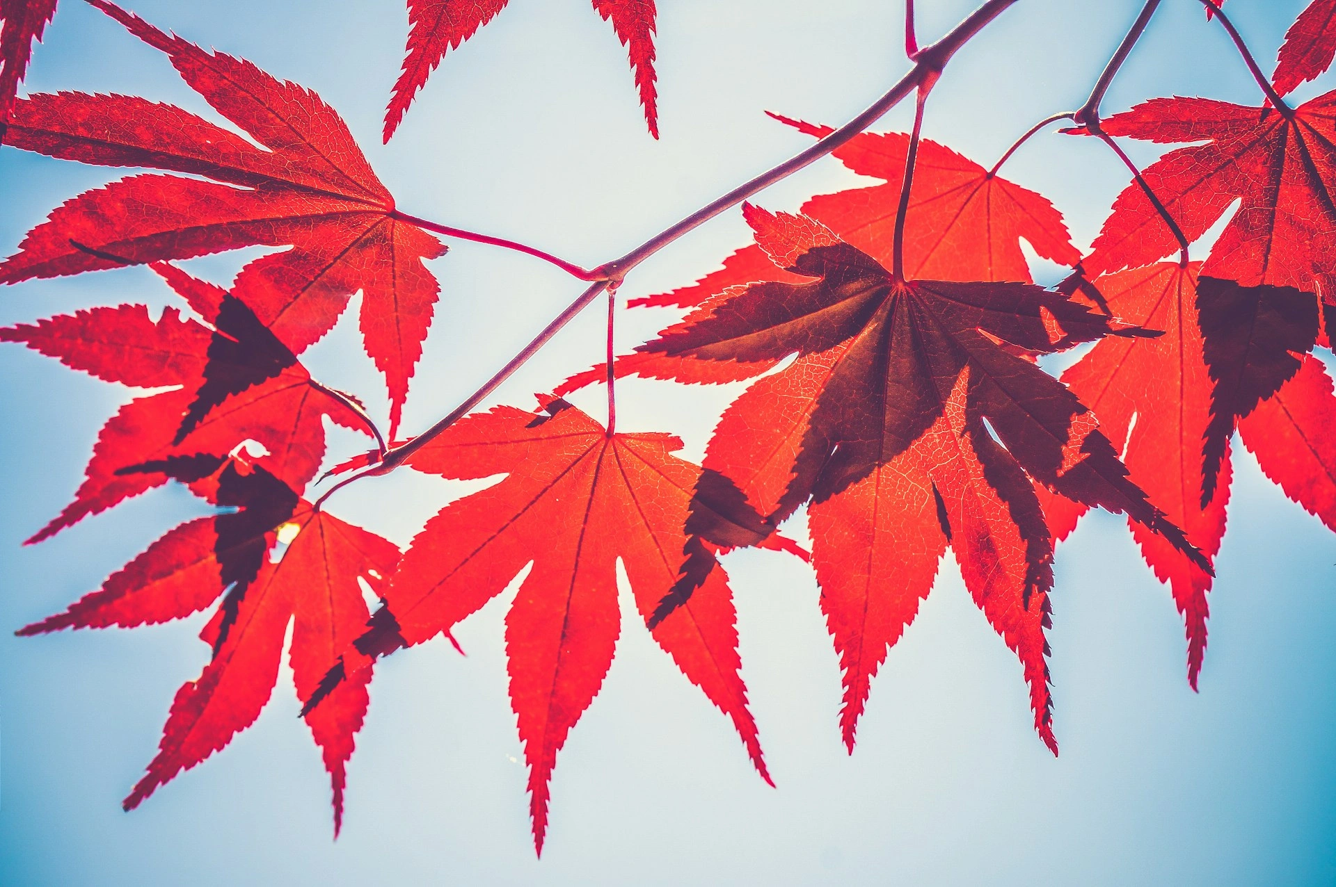red-maple-leaves-under-the-sun